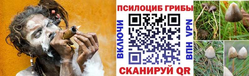 Купить где  Балабаново  Псилоцибиновые грибы мицелий 